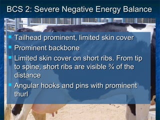 BCS 2: Severe Negative Energy Balance


   Tailhead prominent, limited skin cover
   Prominent backbone
   Limited skin cover on short ribs. From tip
    to spine, short ribs are visible ¾ of the
    distance
   Angular hooks and pins with prominent
    thurl
 