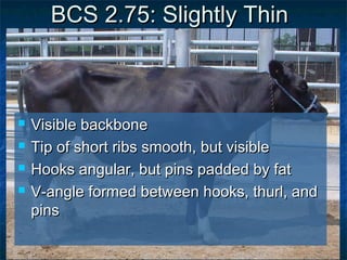 BCS 2.75: Slightly Thin



   Visible backbone
   Tip of short ribs smooth, but visible
   Hooks angular, but pins padded by fat
   V-angle formed between hooks, thurl, and
    pins
 