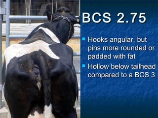 BCS 2.75
   Hooks angular, but
    pins more rounded or
    padded with fat
   Hollow below tailhead
    compared to a BCS 3
 