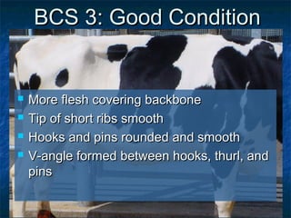 BCS 3: Good Condition


   More flesh covering backbone
   Tip of short ribs smooth
   Hooks and pins rounded and smooth
   V-angle formed between hooks, thurl, and
    pins
 