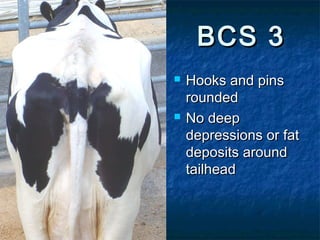BCS 3
   Hooks and pins
    rounded
   No deep
    depressions or fat
    deposits around
    tailhead
 