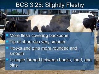 BCS 3.25: Slightly Fleshy



   More flesh covering backbone
   Tip of short ribs very smooth
   Hooks and pins more rounded and
    smooth
   U-angle formed between hooks, thurl, and
    pins
 