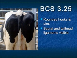 BCS 3.25
   Rounded hooks &
    pins
   Sacral and tailhead
    ligaments visible
 