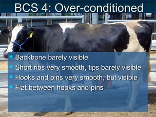 BCS 4: Over-conditioned


   Backbone barely visible
   Short ribs very smooth, tips barely visible
   Hooks and pins very smooth, but visible
   Flat between hooks and pins
 