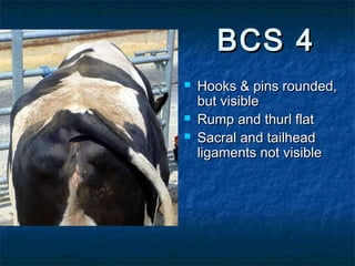BCS 4
   Hooks & pins rounded,
    but visible
   Rump and thurl flat
   Sacral and tailhead
    ligaments not visible
 