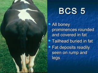 BCS 5
   All boney
    prominences rounded
    and covered in fat
   Tailhead buried in fat
   Fat deposits readily
    seen on rump and
    legs
 