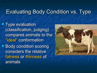 Evaluating Body Condition vs. Type

   Type evaluation
    (classification, judging)
    compares animals to the
    “ideal” conformation
   Body condition scoring
    considers the relative
    fatness or thinness of
    animals
 