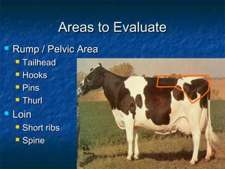 Areas to Evaluate
   Rump / Pelvic Area
       Tailhead
       Hooks
       Pins
       Thurl
   Loin
       Short ribs
       Spine
 