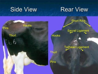Side View                Rear View
                                     Short Ribs
               Hooks
Pins
                                   Sacral Ligament
       Thurl            Hooks


                                 Tailhead Ligament
                       Thurl


                       Pins
 