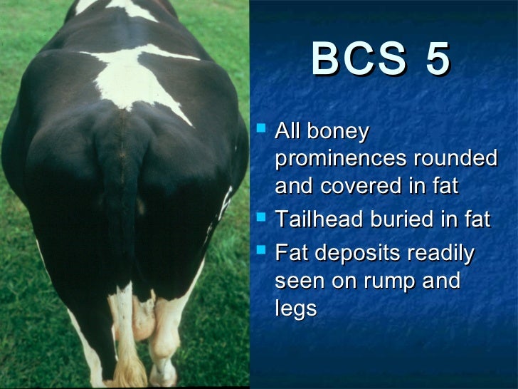 Beginner's Guide to Body Condition Scoring