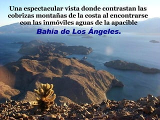 Una espectacular vista donde contrastan las  cobrizas montañas de la costa al encontrarse  con las inmóviles aguas de la apacible Bahía de Los Ángeles. 
