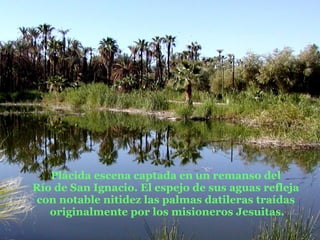 Plácida escena captada en un remanso del  Río de San Ignacio. El espejo de sus aguas refleja  con notable nitidez las palmas datileras traídas  originalmente por los misioneros Jesuitas. 