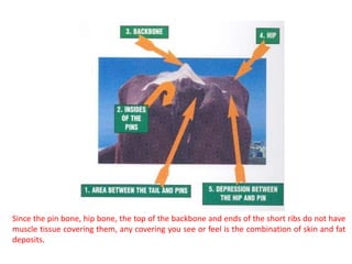Since the pin bone, hip bone, the top of the backbone and ends of the short ribs do not have
muscle tissue covering them, any covering you see or feel is the combination of skin and fat
deposits.
 
