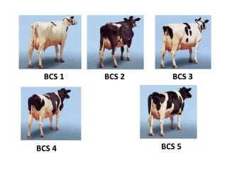 BCS 1 BCS 2 BCS 3
BCS 4 BCS 5
 