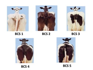 BCS 1
BCS 5
BCS 4
BCS 2 BCS 3
 