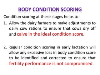 Condition scoring at these stages helps to:
1. Allow the dairy farmers to make adjustments to
dairy cow rations to ensure that cows dry off
and calve in the ideal condition score.
2. Regular condition scoring in early lactation will
allow any excessive loss in body condition score
to be identified and corrected to ensure that
fertility performance is not compromised.
 
