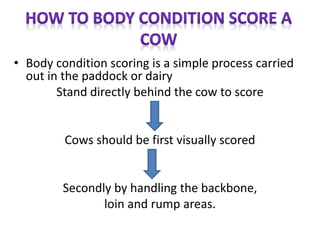 • Body condition scoring is a simple process carried
out in the paddock or dairy
Stand directly behind the cow to score
Cows should be first visually scored
Secondly by handling the backbone,
loin and rump areas.
 