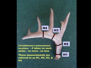 Circumference measurement locations   - 4 taken on each antler - no more - no less These measurements are referred to as H1, H2, H3, & H4 H1 H2 H3 H4 