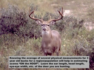 Knowing the average of several physical measurements for 3 year old bucks for a region/population will help in estimating scores “ON the HOOF”.  Learn the ear length, head length, eye-eye width, etc. of the deer you are hunting. 