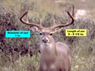 Length of ear  5 - 5 1/2 in. Diameter of eye 1 in. 