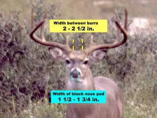 Width between burrs  2 - 2 1/2 in. Width of black nose pad  1 1/2 - 1 3/4 in. 