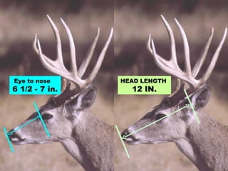 HEAD LENGTH  12 IN. Eye to nose  6 1/2 - 7 in. 