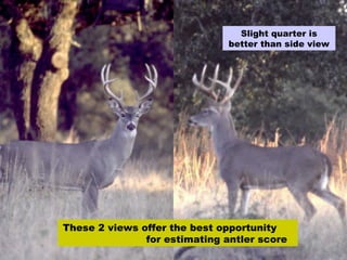 These 2 views offer the best opportunity  for estimating antler score Slight quarter is better than side view 