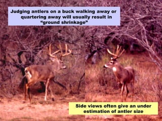 Judging antlers on a buck walking   away or  quartering away will usually result in “ground shrinkage” Side views often give an under estimation of antler size 