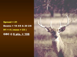 Spread = 21 Beams = 18 4/8 & 20 2/8 H1 = 4 ( mass = 23 ) GBC @  6 pts. = 108 