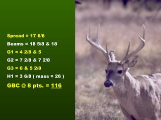 Spread = 17 6/8 Beams = 18 5/8 & 18 G1 = 4 2/8 & 5 G2 = 7 2/8 & 7 2/8 G3 = 6 & 5 2/8 H1 = 3 6/8 ( mass = 26 ) GBC @ 8 pts. =  116 