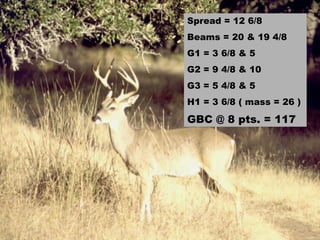 Spread = 12 6/8 Beams = 20 & 19 4/8 G1 = 3 6/8 & 5 G2 = 9 4/8 & 10 G3 = 5 4/8 & 5 H1 = 3 6/8 ( mass = 26 ) GBC @ 8 pts. = 117   