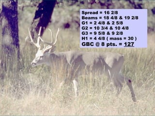 Spread = 16 2/8 Beams = 18 4/8 & 19 2/8 G1 = 2 4/8 & 2 5/8 G2 = 10 3/4 & 10 4/8 G3 = 9 5/8 & 9 2/8 H1 = 4 4/8 ( mass = 30 ) GBC @ 8 pts. =  127 