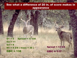 Spread = 12 6/8 GBC = 117 G1 = 5  Spread = 17 6/8 G2 = 11  G3 = 9 H1 = 4 2/8 ( mass = 30 ) GBC = 138 See what a difference of 20 in. of score makes in appearance 