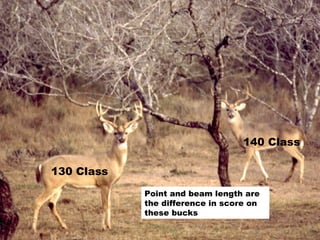 130 Class 140 Class Point and beam length are the difference in score on these bucks 