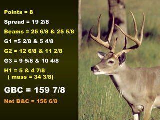 Points = 8 Spread = 19 2/8 Beams = 25 6/8 & 25 5/8 G1 =5 2/8 & 5 4/8 G2 = 12 6/8 & 11 2/8 G3 = 9 5/8 & 10 4/8 H1 = 5 & 4 7/8  ( mass = 34 3/8) GBC = 159 7/8 Net B&C = 156 6/8 