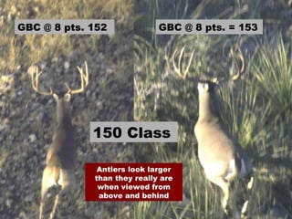 150 Class GBC @ 8 pts. 152 GBC @ 8 pts. = 153 Antlers look larger than they really are when viewed from above and behind 