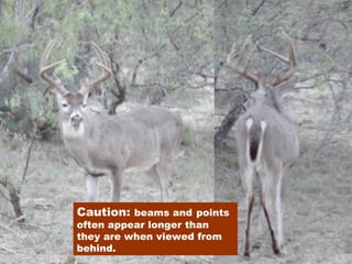 Caution:  beams and   points often appear longer than they are when viewed from behind. 