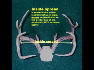 Inside spread   Inside spread  is taken at the widest location between  main beams  perpendicular to the center line of the forehead – NOT between points 