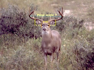 How wide ? 5 1/2 4 1/2 4 1/2 