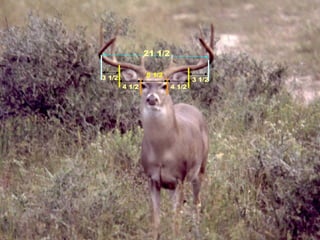 21 1/2 5 1/2 3 1/2 4 1/2 4 1/2 3 1/2 