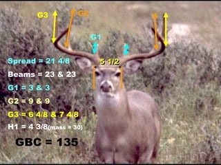G1 G2 G3 Spread = 21 4/8 Beams = 23 & 23 G1 = 3 & 3 G2 = 9 & 9 G3 = 6 4/8 & 7 4/8 H1 = 4 3/8 (mass = 30) GBC = 135 