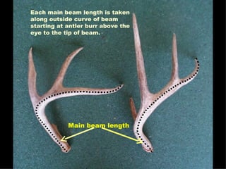 Each main beam length is taken along outside curve of beam starting at antler burr above the eye to the tip of beam. Main beam length   