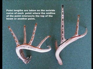 Point lengths are taken on the outside curve of each  point where the midline of the point intersects the top of the beam or another point. 