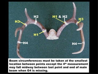 Beam circumferences must be taken at the smallest location between points except the 4 th  measurement may fall midway between last point and end of main beam when G4 is missing. H1 H2 H3 H4 H1   & H2 H3 H4 