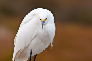 Bolsa Chica - Snowy Egrets