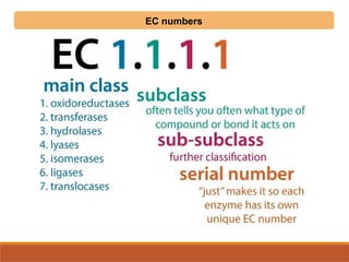 EC numbers
 