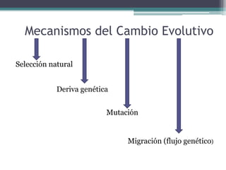 Selección NaturalDos naturalistas, Charles Darwin y Alfred Russel Wallace propusieron en 1858, en forma independiente, que la selección natural es el mecanismo básico responsable del origen de nuevas variantes fenotípicas, y en última instancia, de nuevas especies.Actualmente, la teoría de la evolución combina las propuestas de Darwin y Wallace con las leyes de Mendel y otros avances posteriores en la genética; por eso se la denomina síntesis moderna o teoría sintética. 