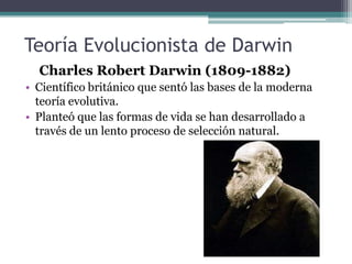 La Hipótesis.La hipótesis de que las especies se transforman continuamente fue postulada por numerosos científicos de los siglos XVIII y XIX, a los cuales Charles Darwin citó en el primer capítulo de su libro El origen de las especies. Fue el propio Darwin, en 1859, quien sintetizó un cuerpo coherente de observaciones que solidificaron el concepto de la evolución biológica en una verdadera teoría científica. La existencia de la evolución como una propiedad inherente a los seres vivos ya no es materia de debate entre los científicos. Los mecanismos que explican la transformación y diversificación de las especies, en cambio, se hallan todavía bajo intensa investigación. 