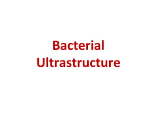 Bacterial
Ultrastructure
 