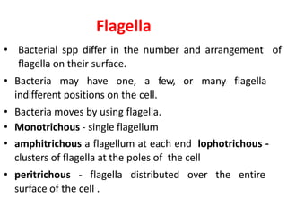 Flagella
• Bacterial spp differ in the number and arrangement of
flagella on their surface.
• Bacteria may have one, a few, or many flagella
indifferent positions on the cell.
• Bacteria moves by using flagella.
• Monotrichous - single flagellum
• amphitrichous a flagellum at each end lophotrichous -
clusters of flagella at the poles of the cell
• peritrichous - flagella distributed over the entire
surface of the cell .
 